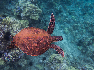 Colorful Sea Turtle Swimming Over Reef
