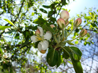 spring, flowering, Apple tree, branch, buds, petals, greens, leaves, nature