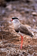 Crowned Plover, (Vanellus coronatus), Kruger National Park, Mpumalanga, South Africa, Africa