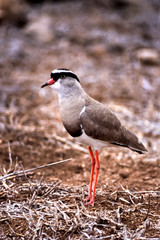 Crowned Plover, (Vanellus coronatus), Kruger National Park, Mpumalanga, South Africa, Africa