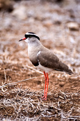 Crowned Plover, (Vanellus coronatus), Kruger National Park, Mpumalanga, South Africa, Africa