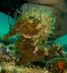 Seahorse in the mediterranean