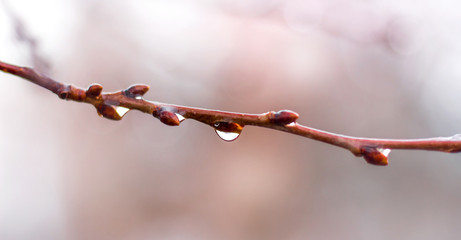 Wet the tree branch with drops of rain_