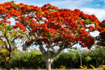 Fototapeta na wymiar red flower tree in autumn