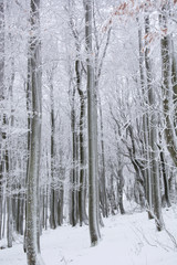 Tree trunks and branches covered in snow on a cold, winter day in Bavaria, Germany