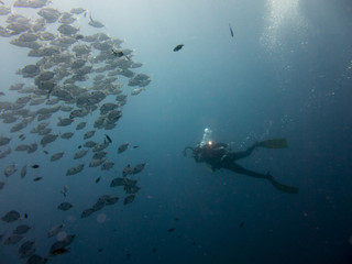 Fototapeta premium peces en el fondo marino