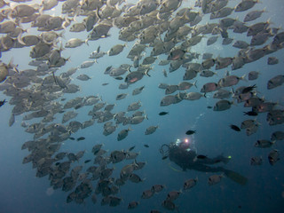peces en el fondo marino