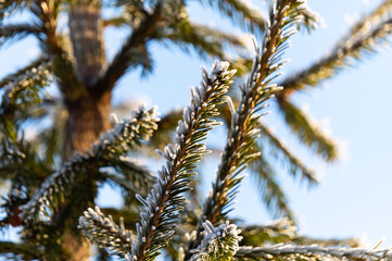 Christmas background with frosty pine tree with stars.