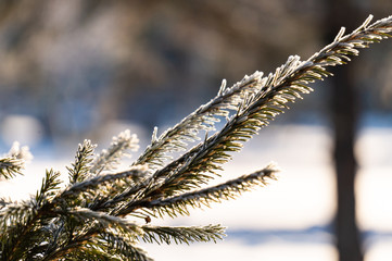 Christmas background with frosty pine tree with stars.