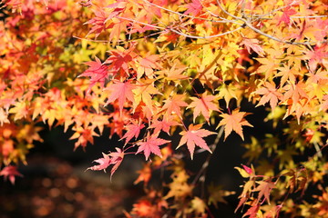 東京都北区　旧古河庭園の池に映る紅葉