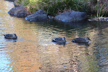 東京都北区　旧古河庭園の池の鳥