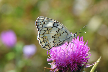 Melanargia larissa; Balkan Schachbrett; Nymphalidae