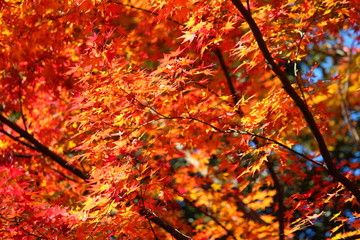東京都北区の旧古河庭園の紅葉