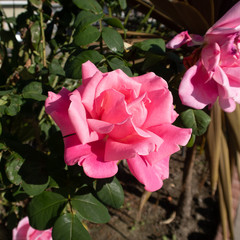 pink rose in the garden