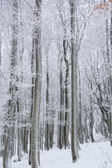 Naklejka premium Tree trunks and branches covered in snow on a cold, winter day in Bavaria, Germany