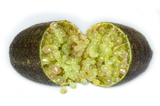 Close-up of Citrus australasica, the Australian finger lime or caviar lime