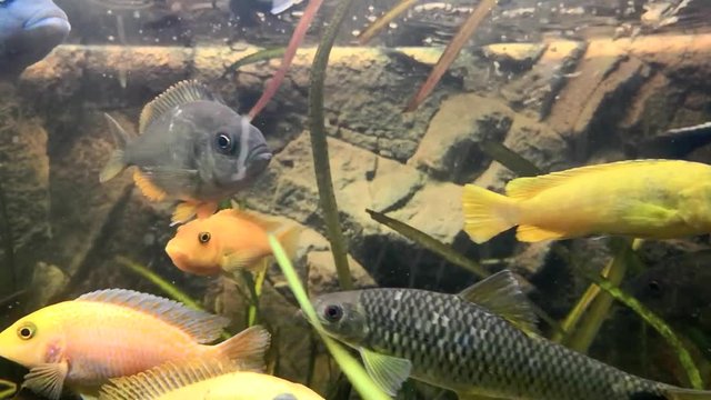 Malawi cichlid fish swimming in an aquarium