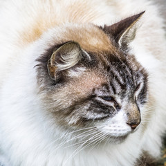 A large furry cat is resting