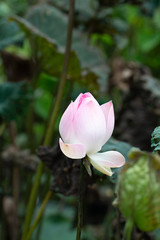 Close up of lotus flower with lotus leaf background
