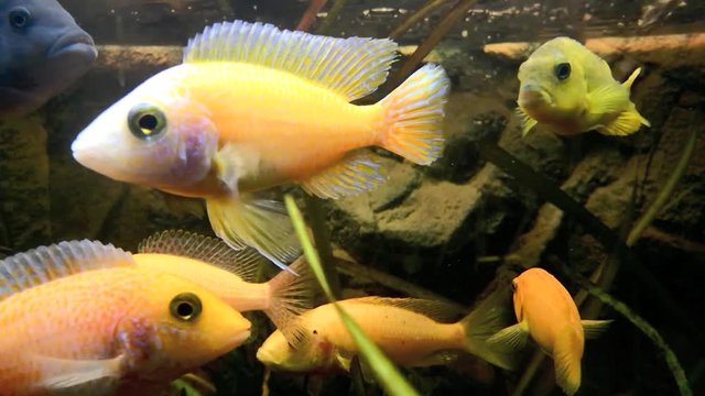 Malawi cychild fish swimming in aquarium