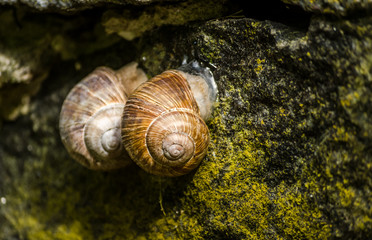 snails on stone