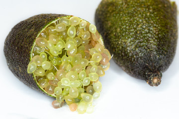 Close-up of Citrus australasica, the Australian finger lime or caviar lime