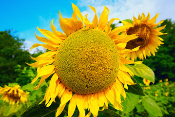 Blooming sunflower against the blue sky on a Sunny day.