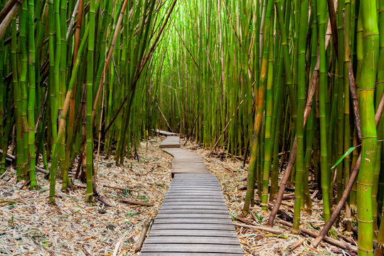 Trail through the Bamboo Forest on Maui, Hawaii