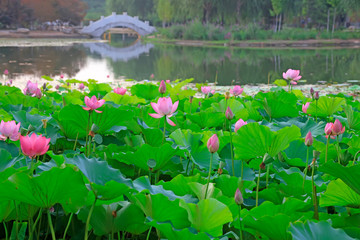 Fototapeta na wymiar Lotus in the park