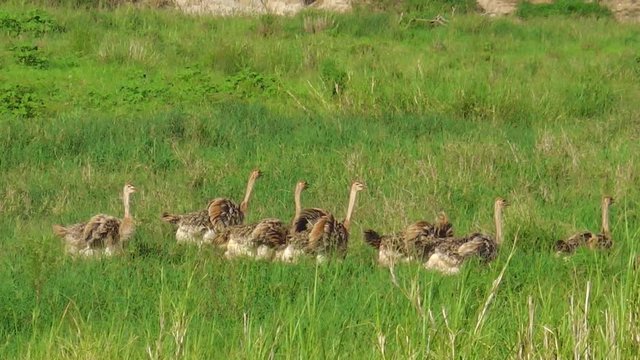 young African ostriches following the mother in the grassland of the Tarangire National Park of Tanzania, Africa.