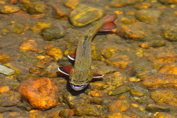 Green Back Cuttrout Trout in Rocky Mountain National Park, Colorado