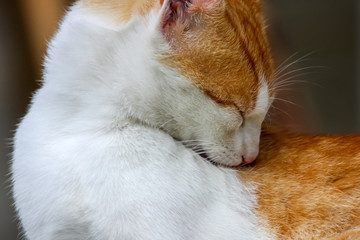 Red and white cat lying.