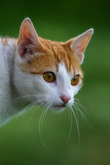 Portrait of red and white cat.