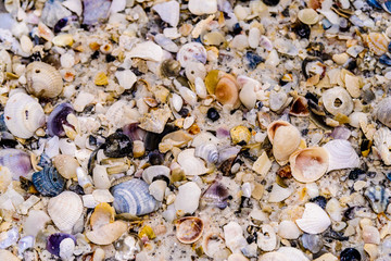 Fototapeta premium Small shells on sand