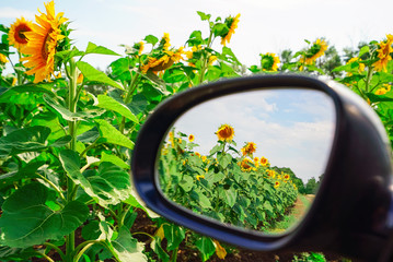 A field of sunflowers reflected in a car mirror .
