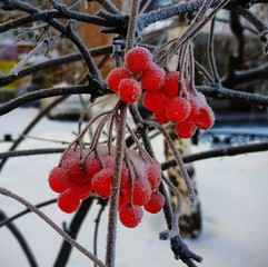 Frozen Rowan berries on a branch - 239878338