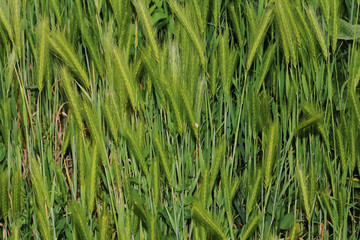 Wilde Gerste, Hordeum vulgare