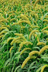 foxtail millet