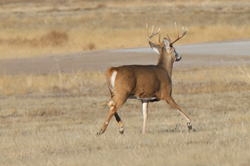 a deer running in a field