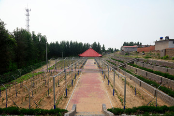 vineyard landscape architecture