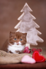 Kitten - BKH Katzenbaby an Weihnachten