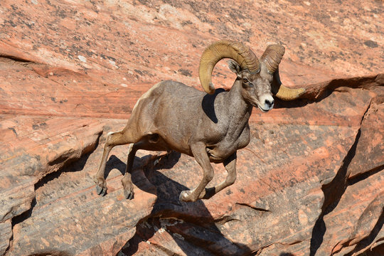 10,688 BEST Big Horn Sheep IMAGES, STOCK PHOTOS & VECTORS | Adobe Stock