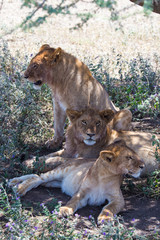 3 lions looking in each direction, one sitting one laying left and one laying right