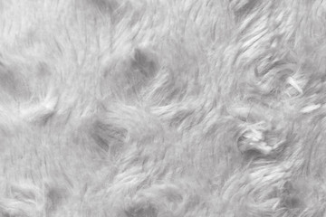 White shaggy fur texture, swirl hair structure. Useful as background