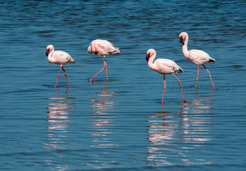 Pink flamingoes at Walvis Bay, Namibia