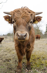 portrait of a cow