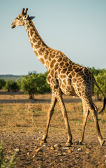 Giraffe at Hobatere Reserve, Namibia