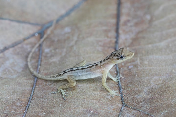 Anole (Lizard) on leaf - Photographed in the Puntarenas Province of Costa Rica near Carara National Park