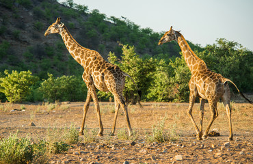 Naklejka na ściany i meble Giraffe at Hobatere Reserve, Namibia