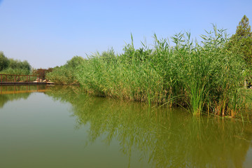 reeds in the pond